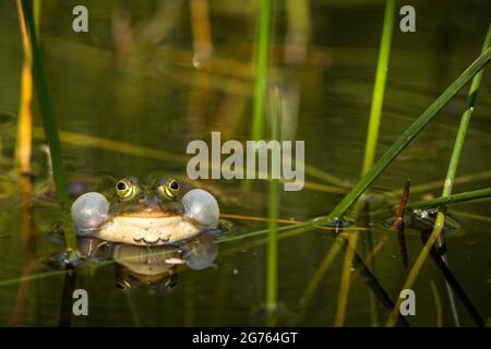 Ein grüner Frosch mit aufgeblähter Schallblase wird im Wasser reflektiert. Stockfoto