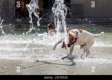 Moskau, Russland. 10. Juli 2021 WÄHREND der heißen Sommerhitze im Zentrum von Moskau, Russland, SPIELT EIN Hund in den Jets eines Brunnens auf dem Birschewaja-Platz Stockfoto