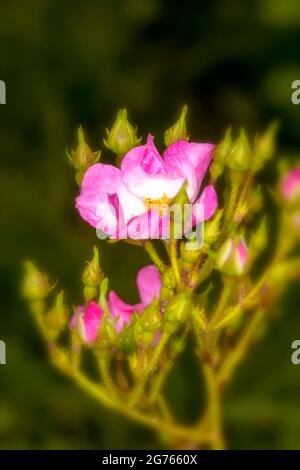 Die fruchtbare Rosa ‘Ballerina’, die Rose ‘Ballerina’, blüht in Nahaufnahme Stockfoto