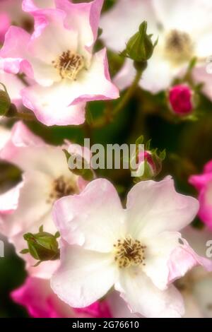 Die fruchtbare Rosa ‘Ballerina’, die Rose ‘Ballerina’, blüht in Nahaufnahme Stockfoto