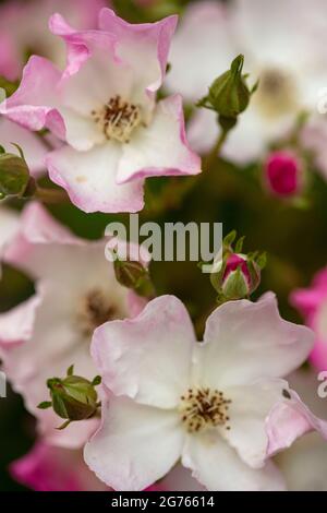 Die fruchtbare Rosa ‘Ballerina’, die Rose ‘Ballerina’, blüht in Nahaufnahme Stockfoto