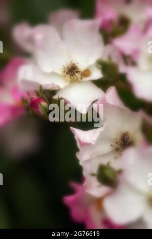 Die fruchtbare Rosa ‘Ballerina’, die Rose ‘Ballerina’, blüht in Nahaufnahme Stockfoto