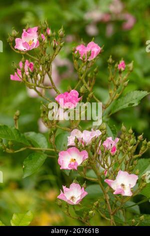 Die fruchtbare Rosa ‘Ballerina’, die Rose ‘Ballerina’, blüht in Nahaufnahme Stockfoto