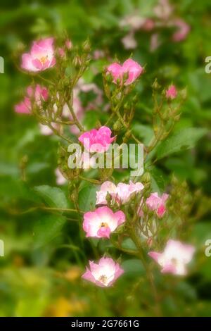 Die fruchtbare Rosa ‘Ballerina’, die Rose ‘Ballerina’, blüht in Nahaufnahme Stockfoto