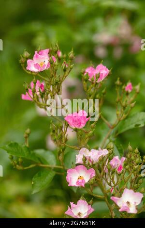 Die fruchtbare Rosa ‘Ballerina’, die Rose ‘Ballerina’, blüht in Nahaufnahme Stockfoto