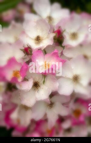 Die fruchtbare Rosa ‘Ballerina’, die Rose ‘Ballerina’, blüht in Nahaufnahme Stockfoto