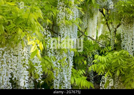 Herrliche Wisteria floribunda f. alba ‘Shiro-noda’, weiße japanische Glyzinie, Wisteria floribunda ‘Shiro-naga’, Wisteria floribunda 'longissima Alba’ Stockfoto