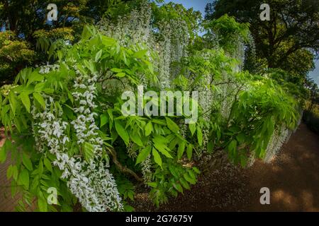 Herrliche Wisteria floribunda f. alba ‘Shiro-noda’, weiße japanische Glyzinie, Wisteria floribunda ‘Shiro-naga’, Wisteria floribunda 'longissima Alba’ Stockfoto