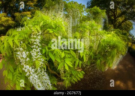 Herrliche Wisteria floribunda f. alba ‘Shiro-noda’, weiße japanische Glyzinie, Wisteria floribunda ‘Shiro-naga’, Wisteria floribunda 'longissima Alba’ Stockfoto