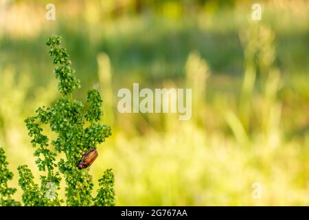 Maybug sitzt auf der Pflanze gegen die Seite des Bokeh in Form einer Sommerwiese. Stockfoto