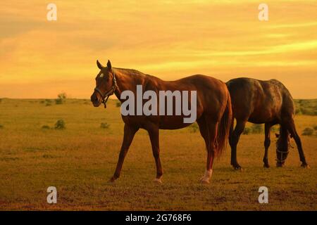 Zwei Pferde grasen im Sommer bei Sonnenuntergang auf einem Fahrerlager Stockfoto