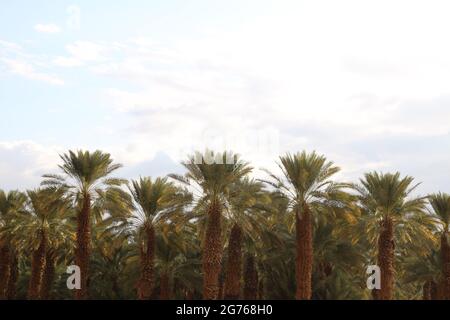 Grove of Majhul, Majhool, Medjool oder Medjoul Palm Date Bäume bei Sonnenaufgang am Ufer des Toten Meeres, salziger Boden und Wüstenlandwirtschaft, Dattelbäume gedeihen. Stockfoto