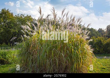 Hoher Busty Green Grass Bush mit flauschigen Stacheln mit gelben trockenen Schnapps Nahaufnahme auf dem Hintergrund von Bäumen, Sträuchern und blauem Himmel Stockfoto