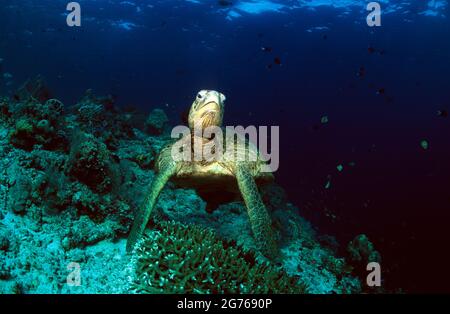 Hawksbill Meeresschildkröte, die auf Sipadan Island, Sabah, Borneo, über dem Riff schwimmt Stockfoto