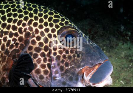 Sweetliops in der Nähe, Sipadin Island, Sabah, Borneo Stockfoto