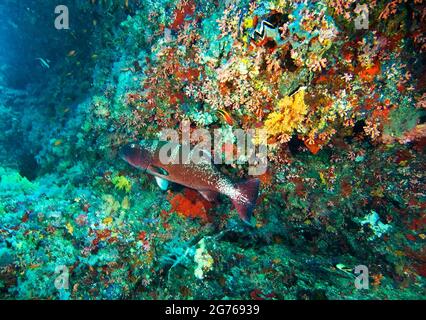 Sattelgrouper in Kudarah Thila, Malediven Stockfoto