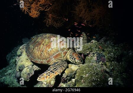 Grüne Meeresschildkröte, die auf Riff, Sipadin Island, Sabah, Borneo schläft Stockfoto