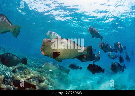 Bumphead-Papageienfisch, Sipidan Island, Sabah, Borneo Stockfoto