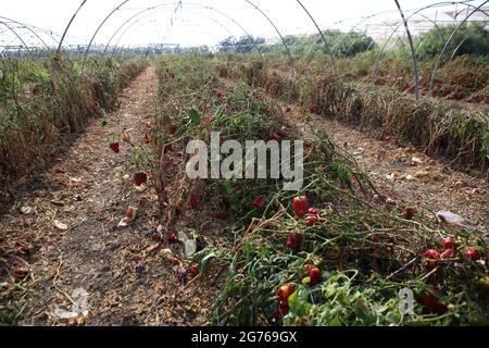 Ruiniertes Gewächshaus, roter Paprika, süßer Pfeffer, Pfeffer oder Paprika werden zum Trocknen angebaut und brechen dann das Gemüse, um die Samen zu verkaufen und zu säen. Stockfoto