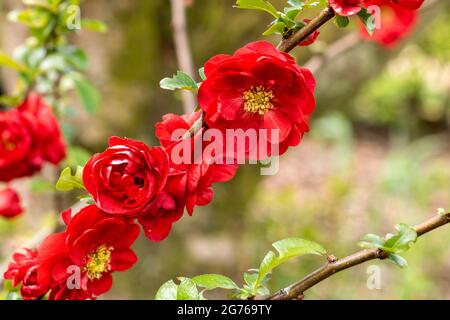 Chaenomeles 'Scarlet Storm', die blühende Quince. Frühlingsblühender Strauch mit scharlachroten Blüten. Aufgenommen in Hampshire. Vereinigtes Königreich. Stockfoto