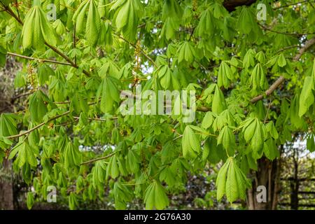 Frische, leuchtend grüne, neu aufgetauchte Rosskastanienblätter (Aesculus hippocastanum) im Frühjahr. Fotografiert in Hillier in Hampshire, Großbritannien. Stockfoto