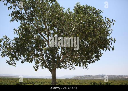 Maulbeerfeigenbaum, Ficus Sycomorus oder Feige - Maulbeere der Moraceae-Familie, auf einem solchen Baum saß biblische Zachäus, dahinter, Shephelah und Samaria Hills. Stockfoto