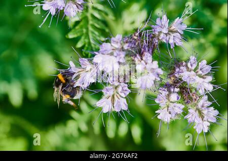 Hummel auf einer violetten Phazelia-Blüte im Sommer Stockfoto