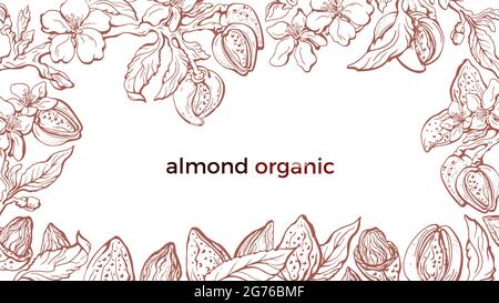 Mandelrahmen. Vektor Botanik Zweig, Blatt, Blume in Blüte, Haselnuss. Handgezeichnete florale Illustration auf weißem Hintergrund. Rand im Retro-Stil. Bio-Foo Stock Vektor