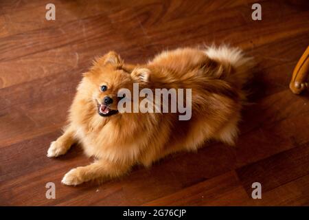 Pommern in hervorragender Form liegt auf Holzboden im Raum. Pflege und Pflege von Tieren. Schönheit und Gesundheit von Wolle. Hunde in unserem Leben. Stockfoto