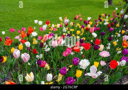 Farbenprächtiges Frühlingsbett aus Tulpen und Narzissen am Rand des grünen Rasens. Stockfoto