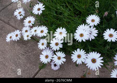 Weiße osteospermum Blumen wie Sterne, die auf die Terrasse verschüttet werden. Auch an verschiedenen Orten African Daisy und Cape Daisy genannt. Stockfoto
