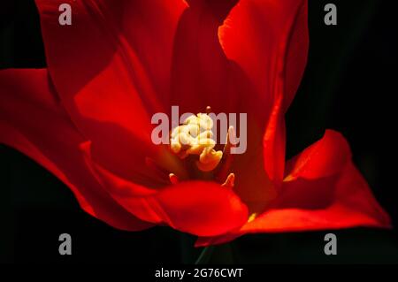 Nahaufnahme der feurigen Tulpenblume Synaeda Orange. Stockfoto