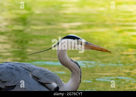 Grauer Reiher, der am Wasser steht Stockfoto