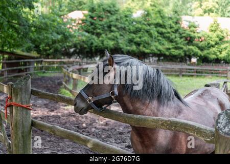 Hengst des polnischen Konik-Pferdes, im Profil gesehen, steht in einem Fahrerlager in der Pferdezucht in Florianka, Zwierzyniec, Roztocze, Polen. Stockfoto