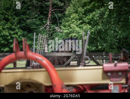 Hengst des polnischen Konik-Pferdes, im Profil gesehen, steht in einem Fahrerlager in der Pferdezucht in Florianka, Zwierzyniec, Roztocze, Polen. Landwirtschaft mac Stockfoto