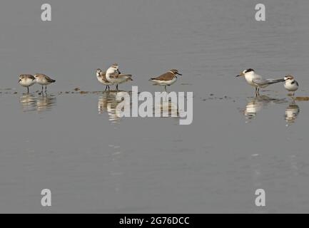 Löffelschnabel-Sandpiper (Calidris pygmeus) für Erwachsene, die mit Rothalsstint (C.ruficollis), Kentish-Liebhaber (Charadrius alexandrinus) und Little Ter aufpreschen Stockfoto