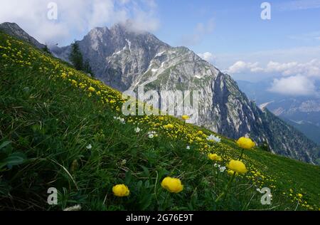Blick auf den Großen Pyhrgas in Oberösterreich von einer Trollblumen Wiese Stockfoto