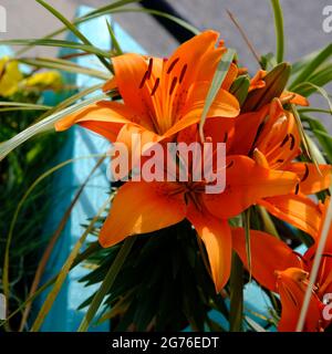 Fantastische Orangenlilie (Lilium bulbiferum) in voller Sommerblüte in einem Garten in Ottawa, Ontario, Kanada. Stockfoto