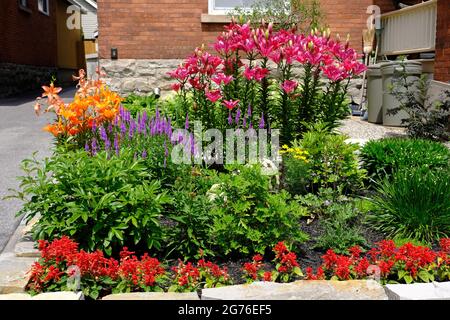 Fantastische orange und rosa Lilie (Lilium bulbiferum) während der Hochsommer in einem Vorgarten in Ottawa, Ontario, Kanada. Stockfoto