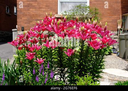 Fantastische heiße rosa Lilie (Lilium bulbiferum) in einem Vorgarten in Ottawa, Ontario, Kanada. Stockfoto