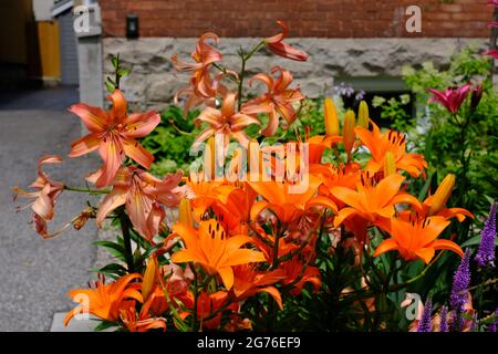 Fantastische Orangenlilie (Lilium bulbiferum) in voller Blüte in einem Garten in Ottawa, Ontario, Kanada. Stockfoto