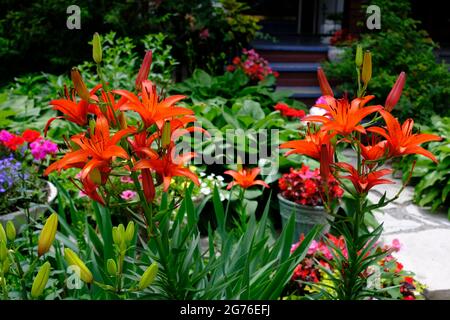 Fantastische Orangenlilie (Lilium bulbiferum) in einem Garten in voller Sommerblüte in Ottawa, Ontario, Kanada. Stockfoto