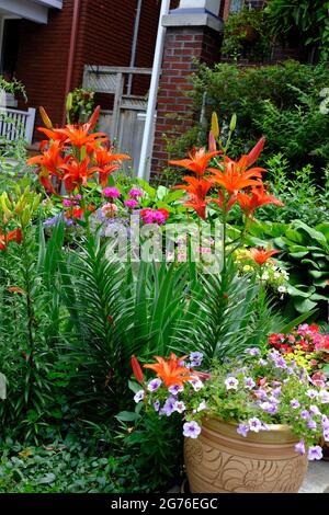 Fantastische Orangenliie (Lilium bulbiferum) und andere Zierpflanzen in einem Garten in Ottawa, Ontario, Kanada. Stockfoto