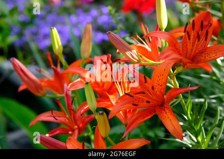 Fantastische Orangenlilie (Lilium bulbiferum) während des Hochsommers in einem Garten in Ottawa, Ontario, Kanada. Stockfoto