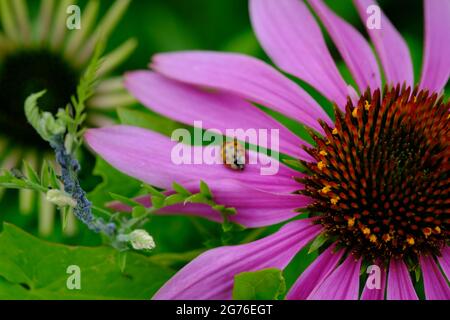 Schöne violette Koneblume (Echinacea pallida) mit Marienkäfer. Stockfoto