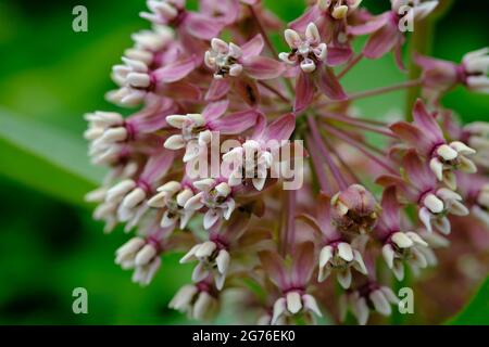 Zarte rosa Blüten und Knospen der Gemeinen Milchkrautpflanze (Asclepias syriaca), die in einem Garten in Ottawa, Ontario, Kanada, wächst. Stockfoto