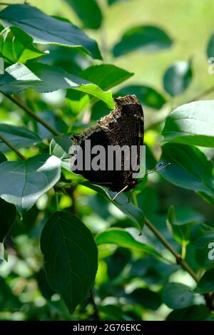 Trauermantel (Nymphalis antiopa) Schmetterling auf einem Blatt. Stockfoto