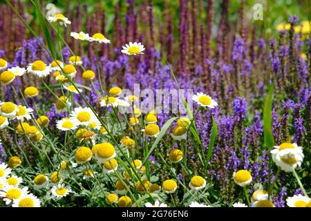 Gelbe Kamille (Cota tinctoria), die auf einem bepflanzten Garten in Ottawa, Ontario, Kanada, schön aussieht. Stockfoto