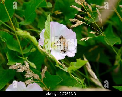 Weißer Morgenruhm (Calystegia sepium) mit einer Biene (APIs mellifera), die Nektar sammelt. Stockfoto