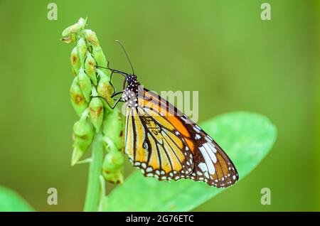 Gestreifter Tiger, Danaus Genutia, Schmetterling, der sich von Blumen mit Kopieplatz ernährt Stockfoto